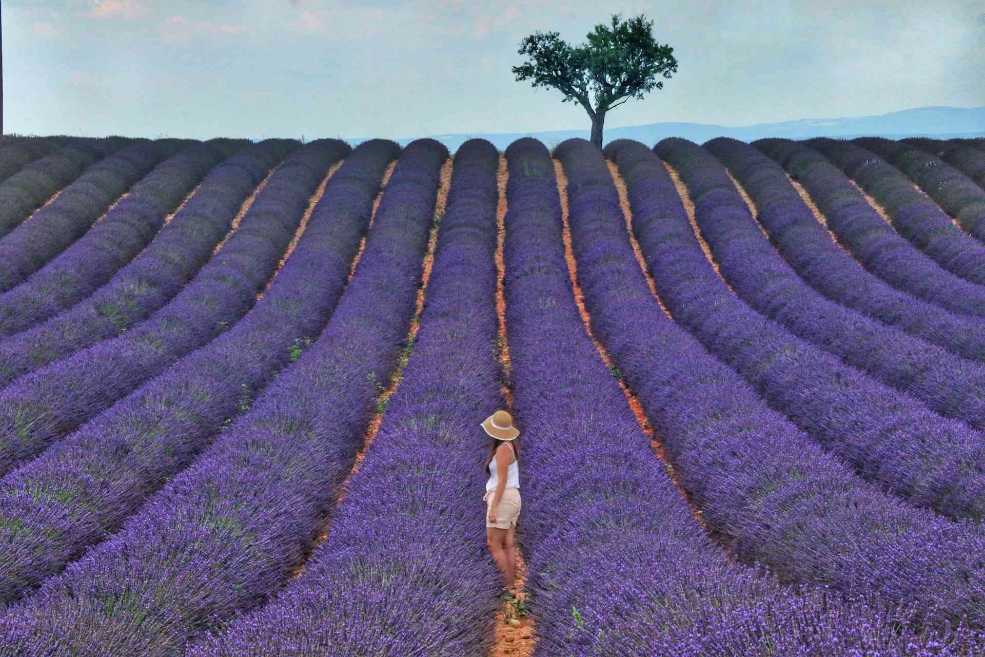 woman-in-the-field-surrounded-by-lavanda-abundance-mindset
